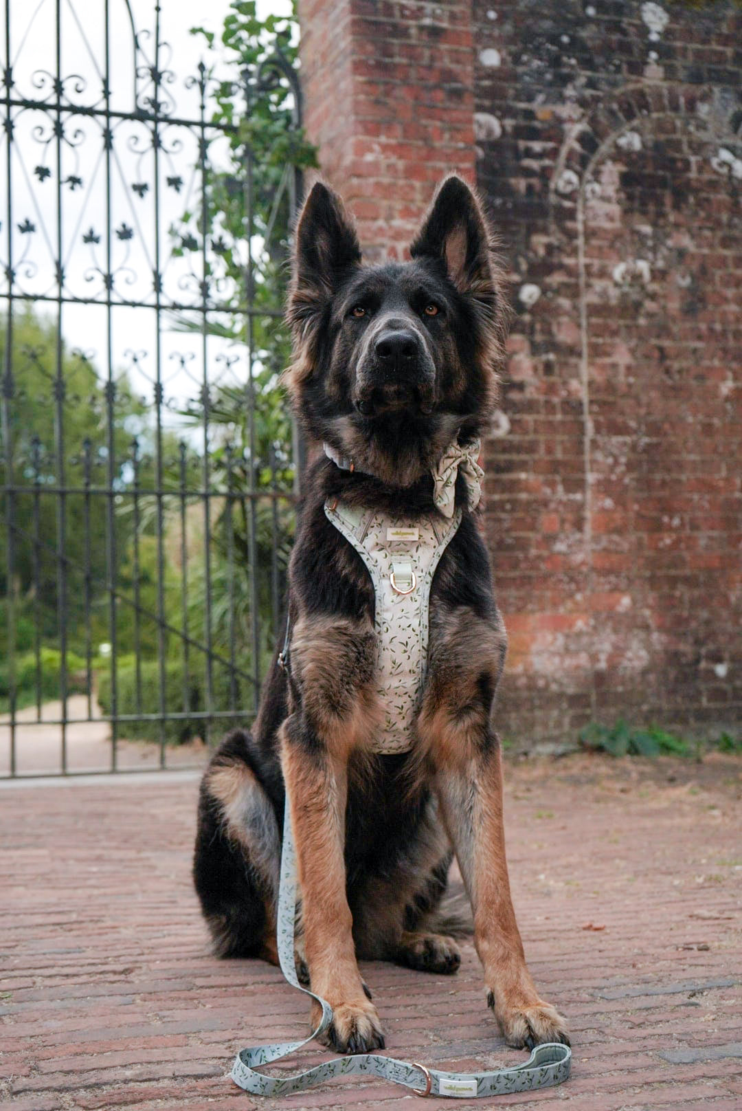 Olive Orchard Wild Edition Harness