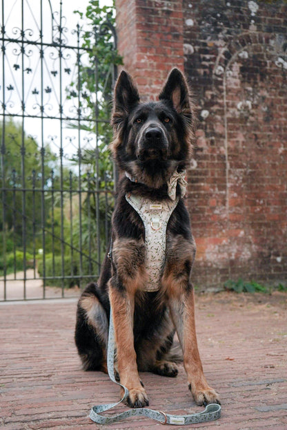 Olive Orchard Wild Edition Harness