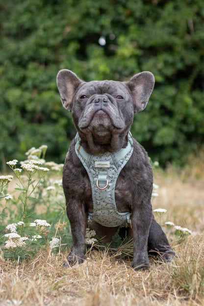 Olive Orchard Wild Edition Harness