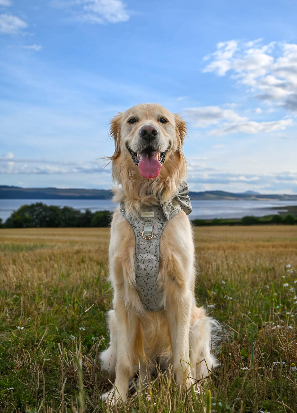 Olive Orchard Wild Edition Harness