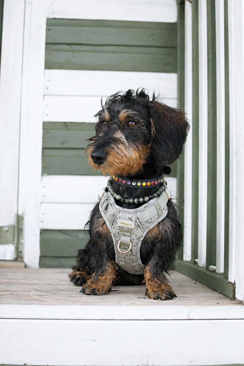 Olive Orchard Wild Edition Harness