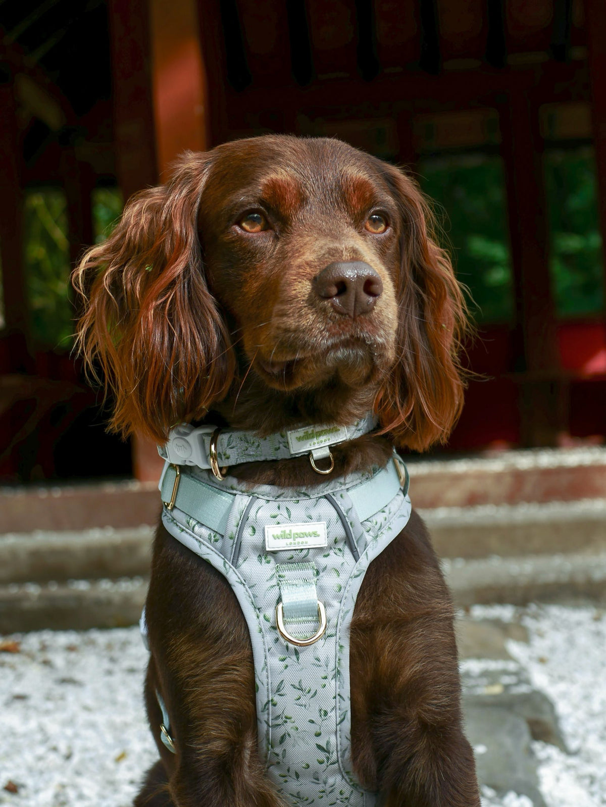 Olive Orchard Wild Edition Harness