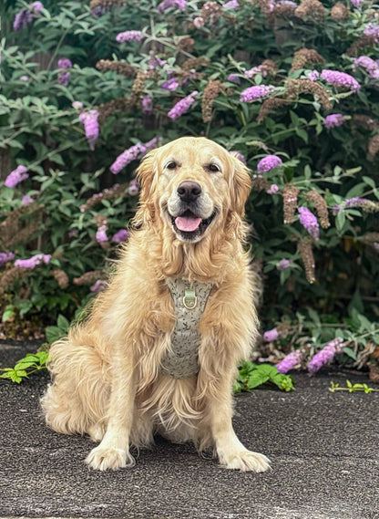 Olive Orchard Wild Edition Harness