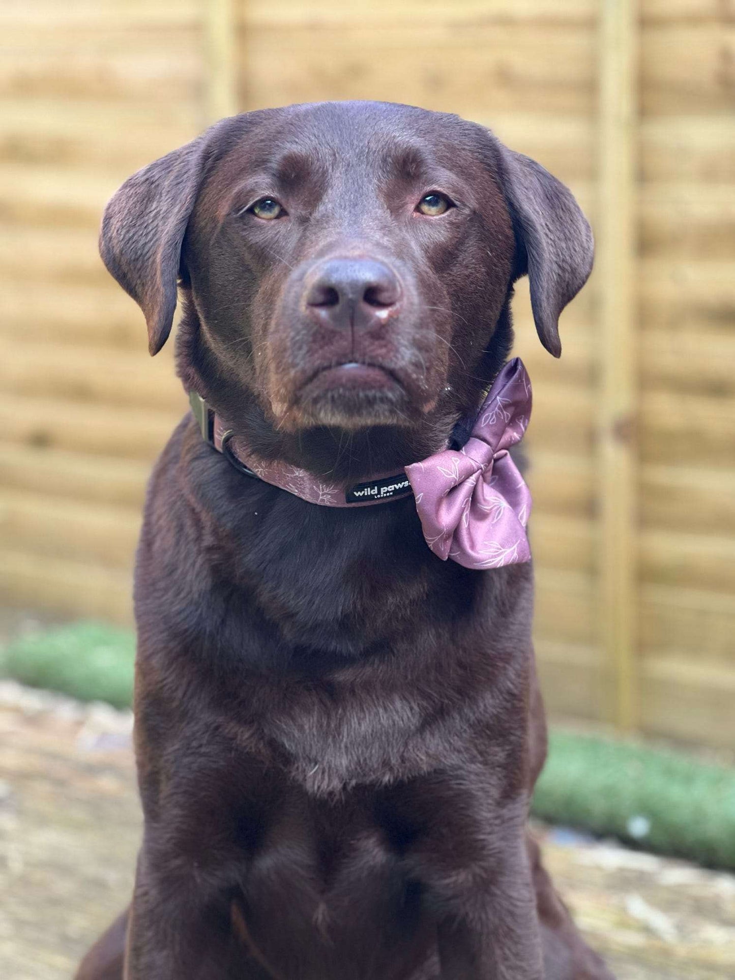 Terracotta Springs Adjustable Collar