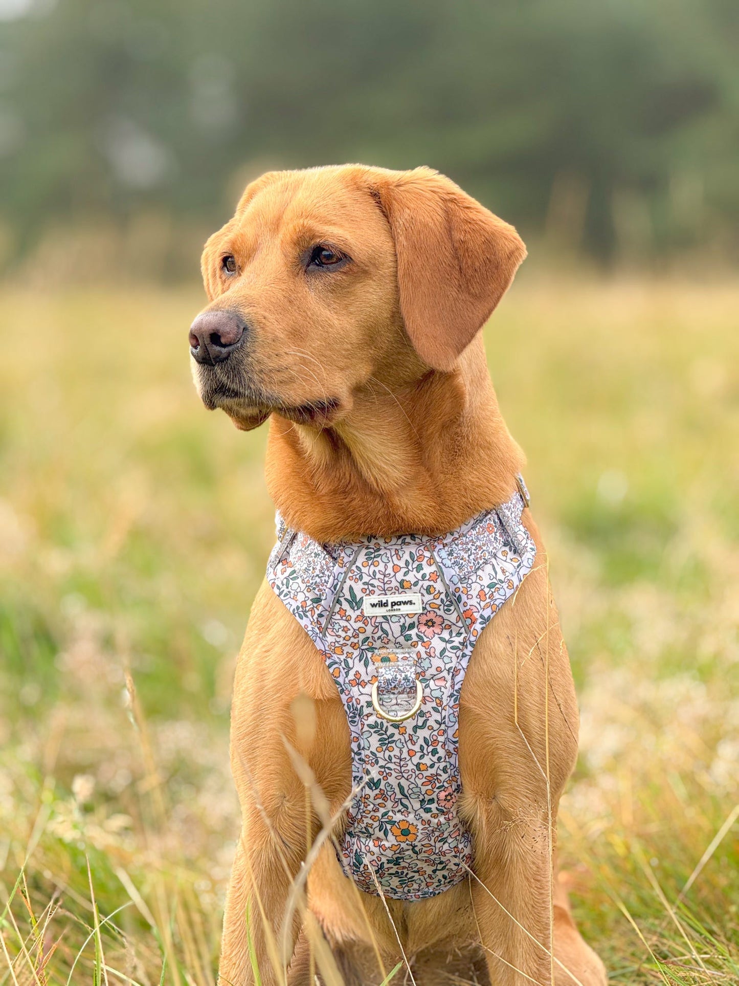 Wild Edition Rustic Meadow Harness