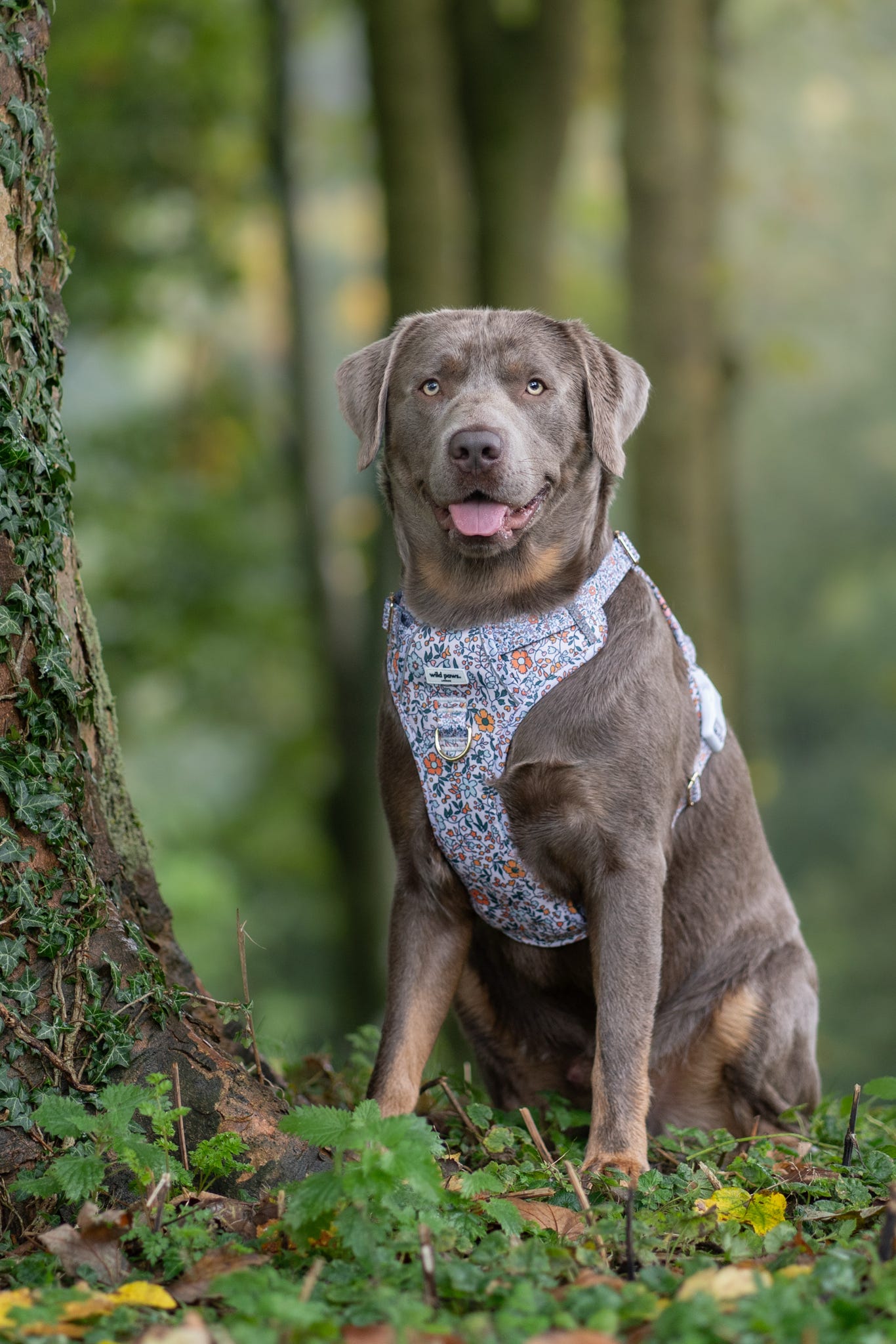 Wild Edition Rustic Meadow Harness