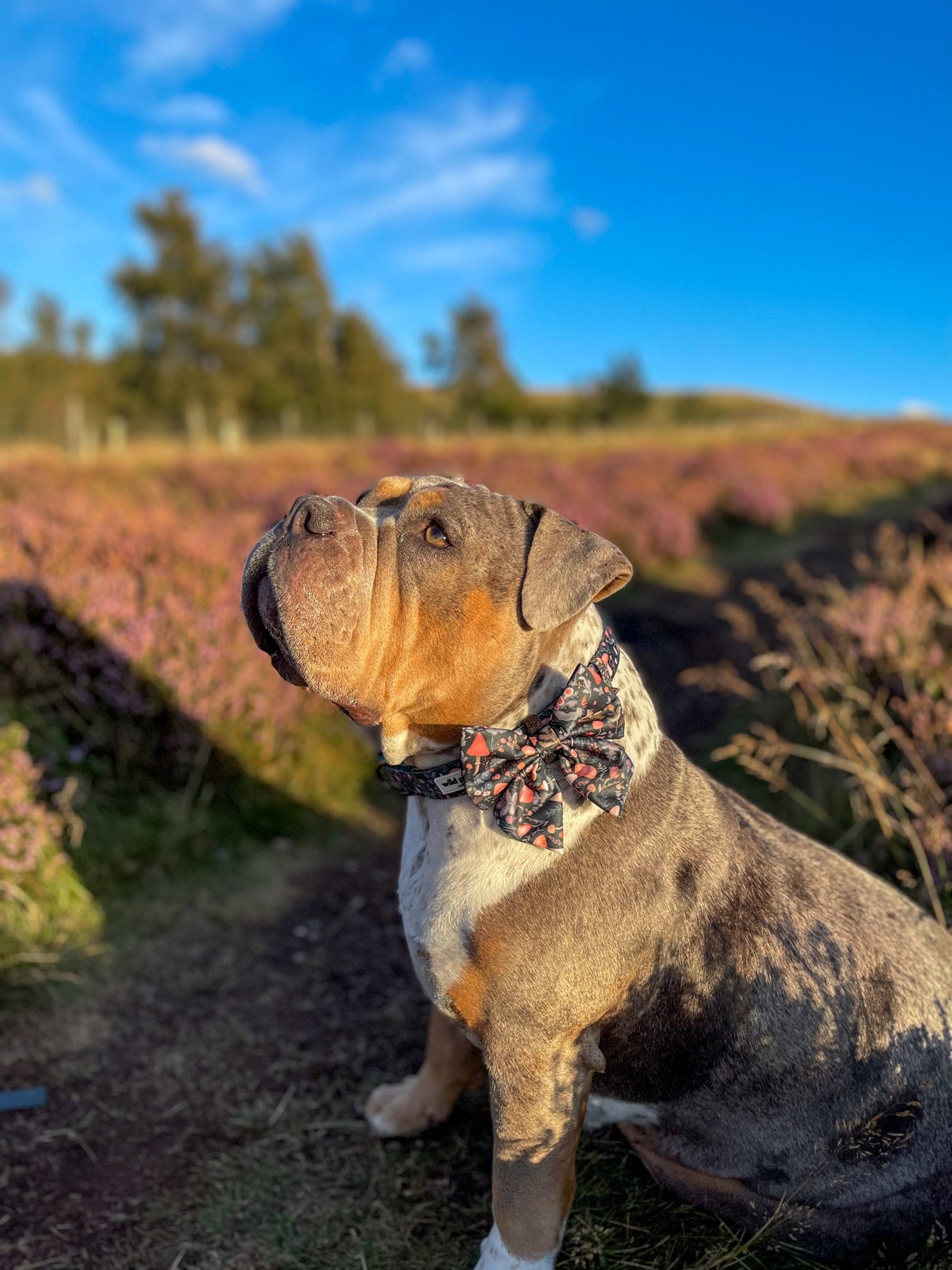 Fairytale Forest Adjustable Collar