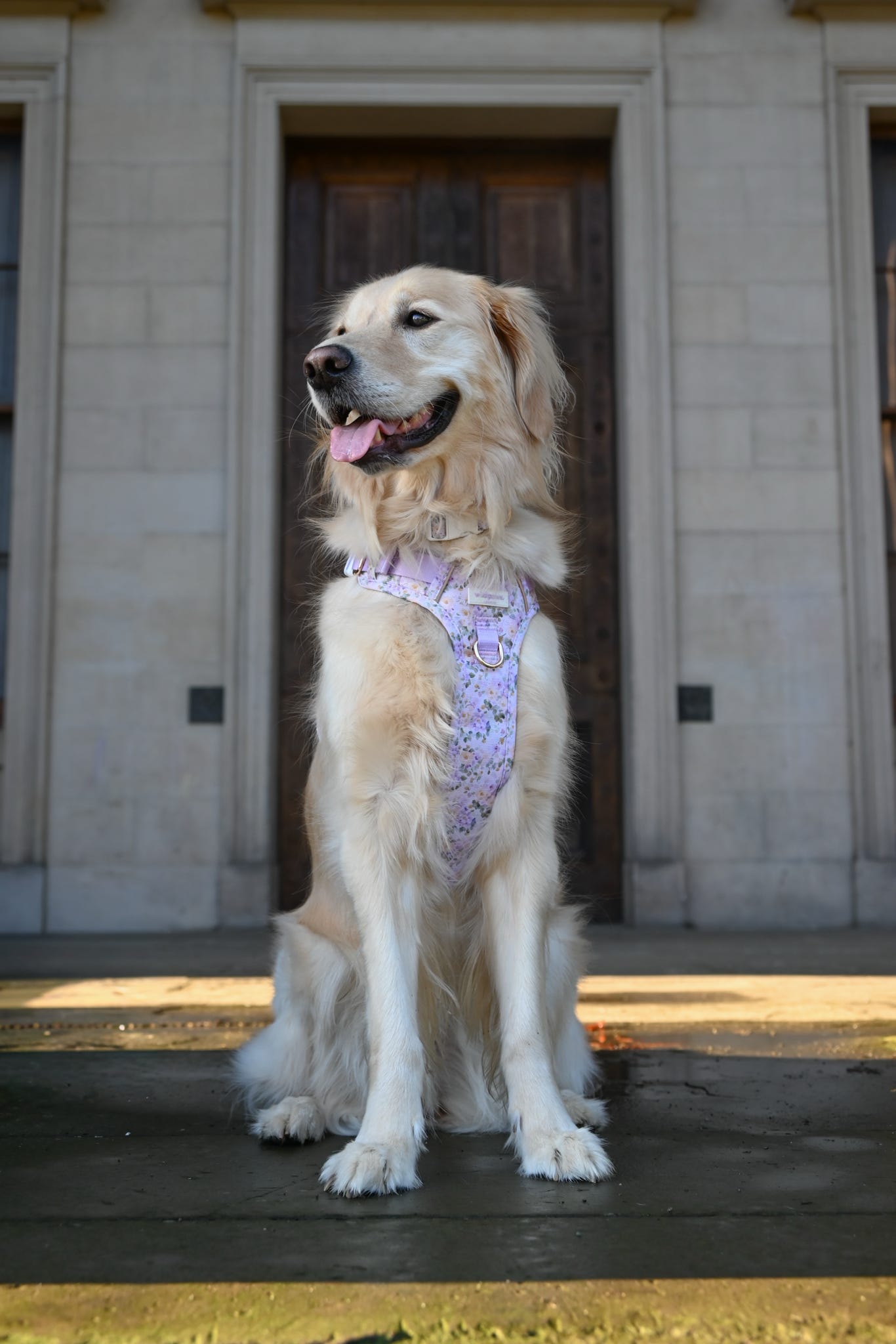 Vintage Violets Wild Edition Harness