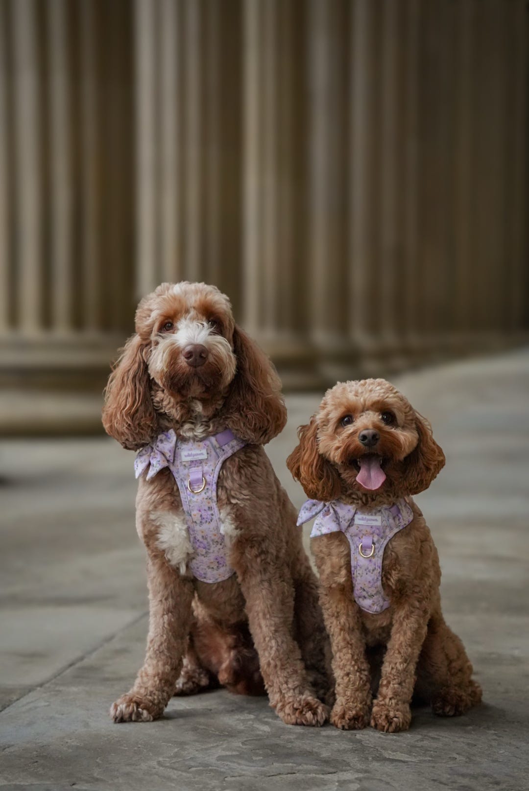 Vintage Violets Wild Edition Harness