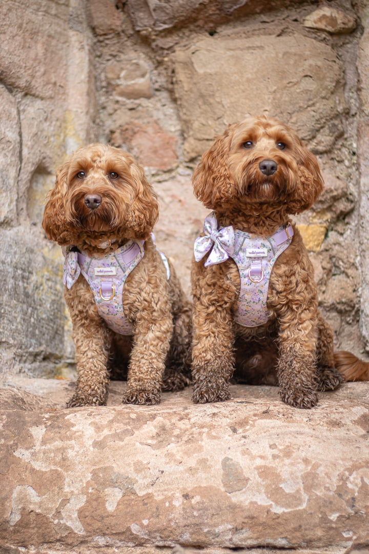 Vintage Violets Wild Edition Harness
