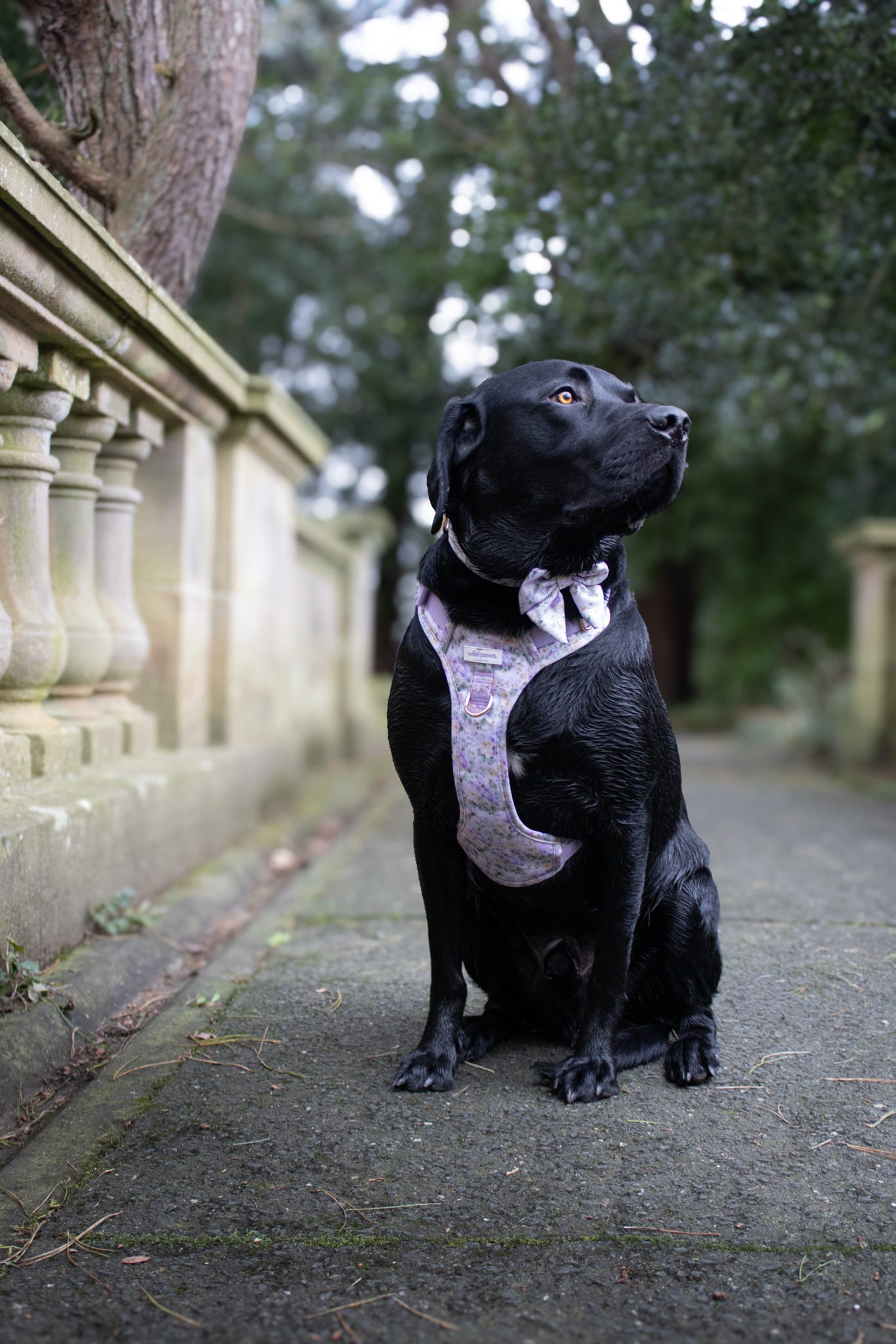 Vintage Violets Wild Edition Harness