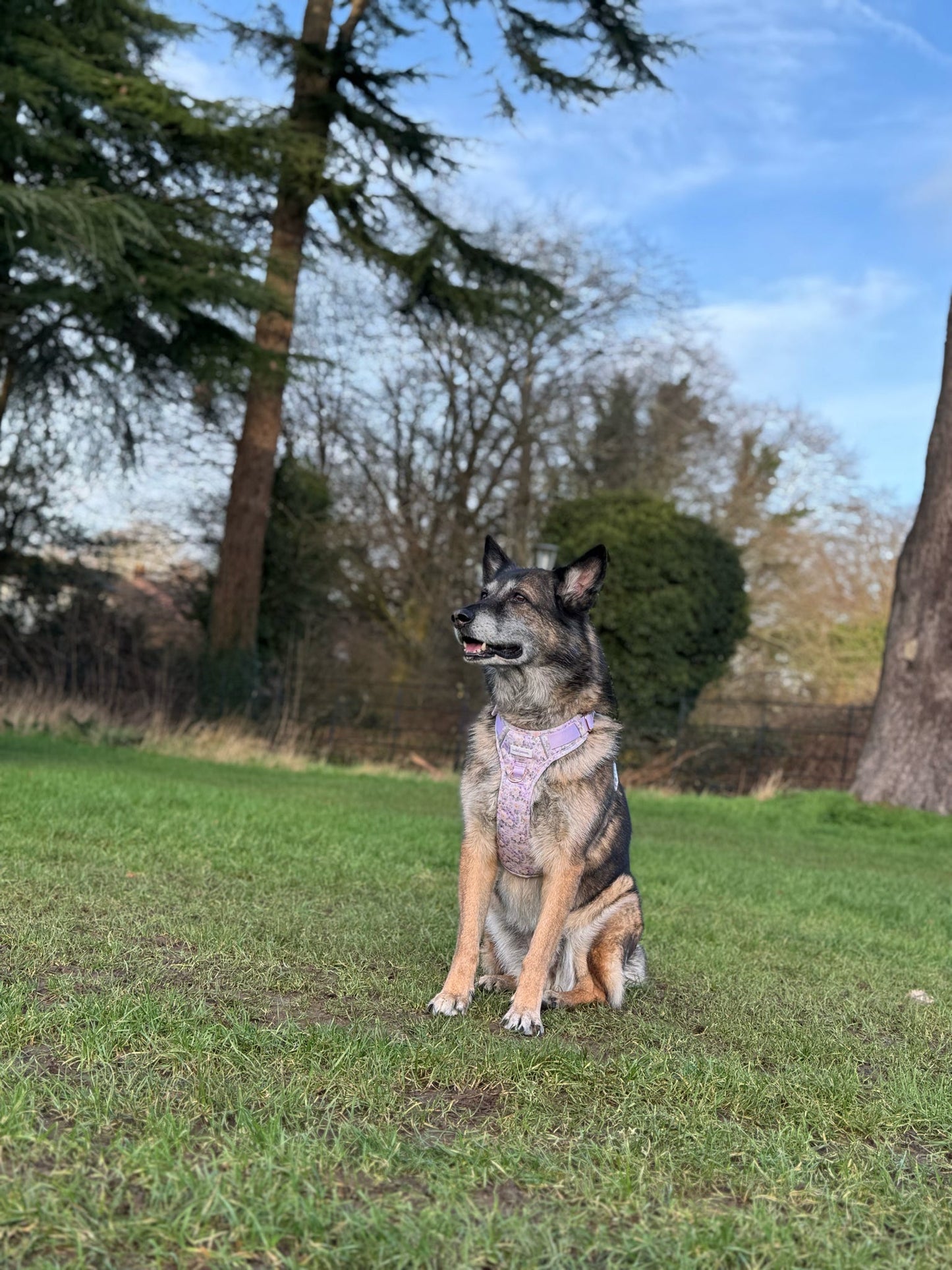 Vintage Violets Wild Edition Harness