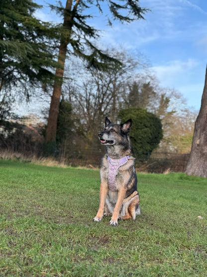 Vintage Violets Wild Edition Harness