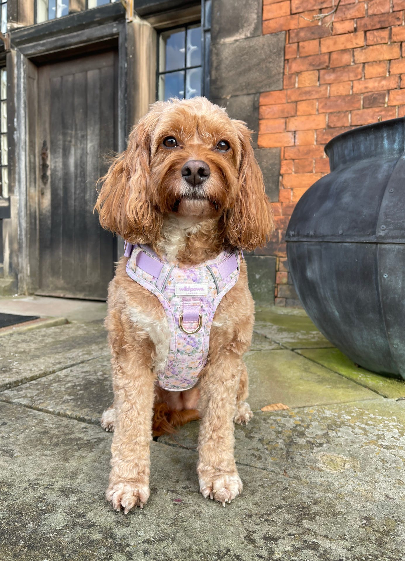 Vintage Violets Wild Edition Harness