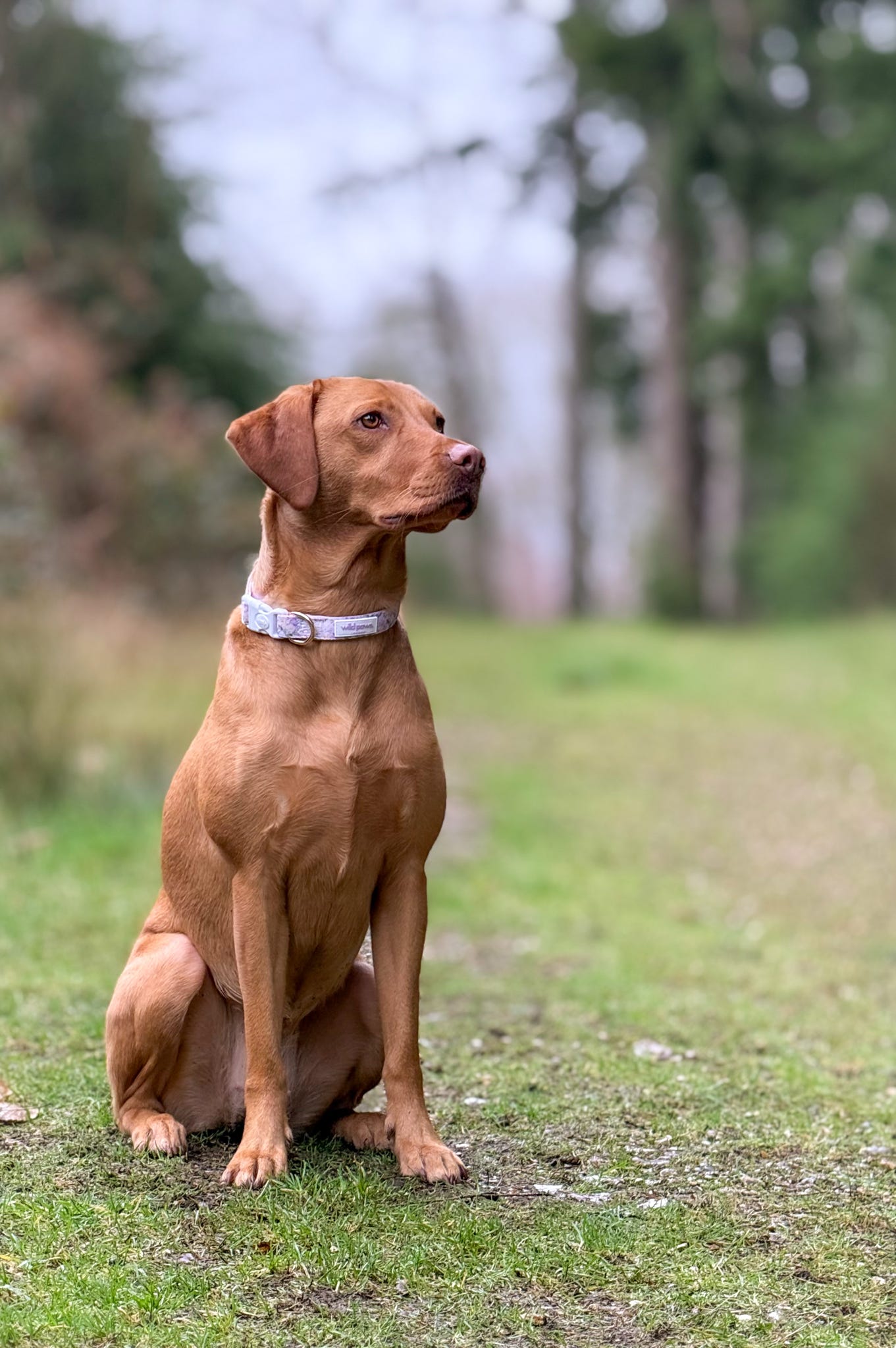 Vintage Violets Adjustable Collar