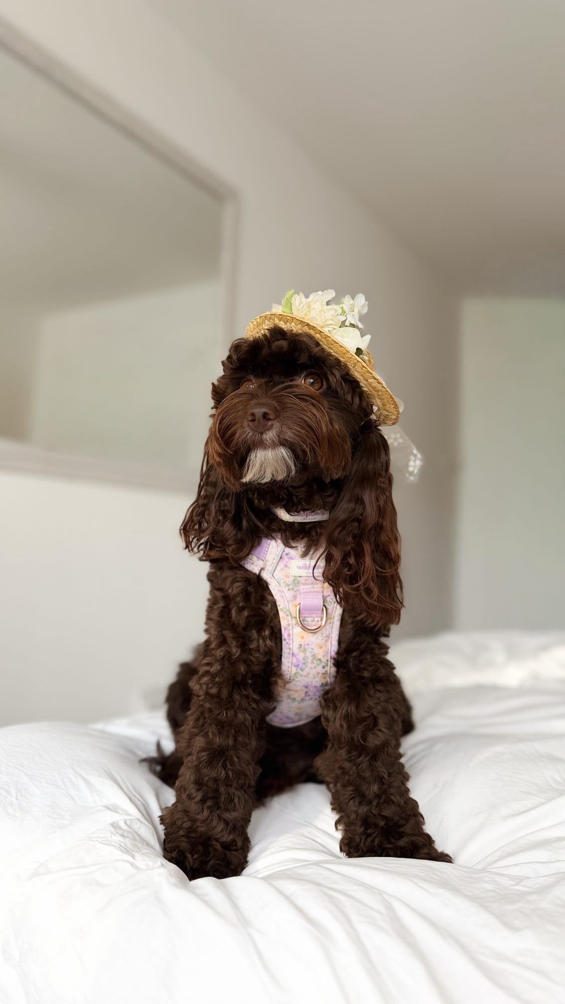 Vintage Violets Wild Edition Harness