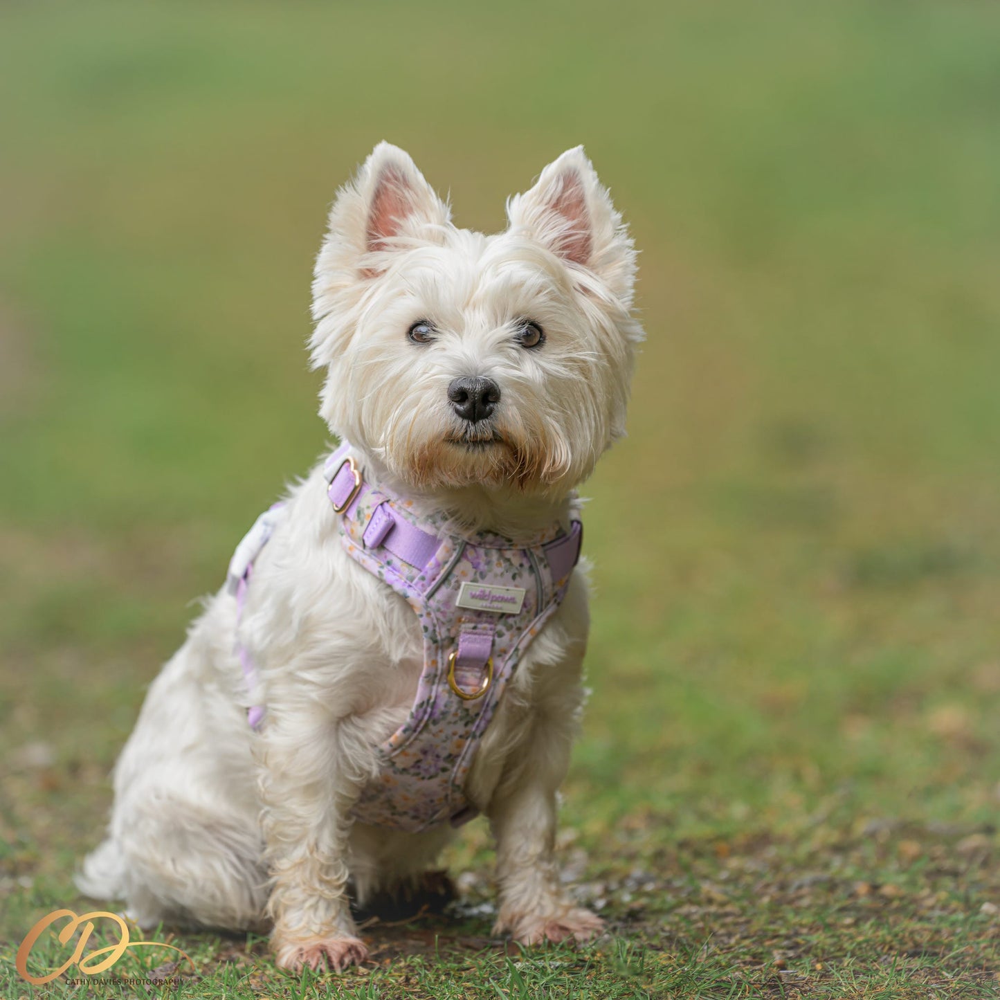 Vintage Violets Wild Edition Harness