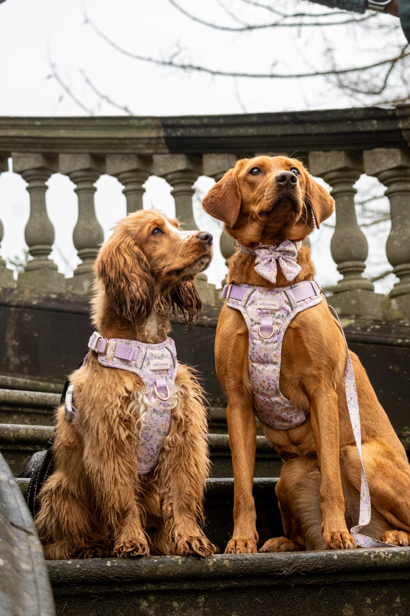 Vintage Violets Wild Edition Harness