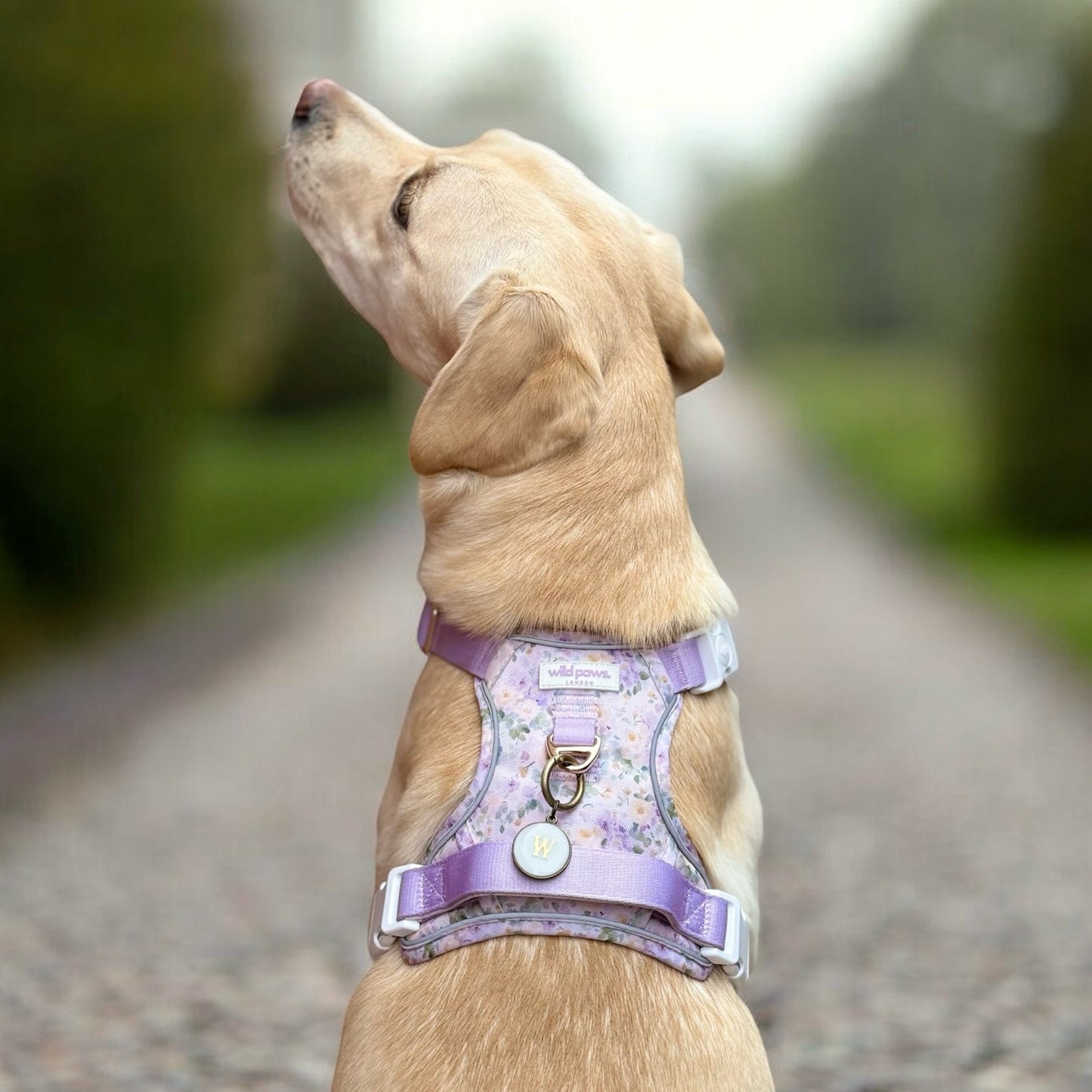 Vintage Violets Wild Edition Harness