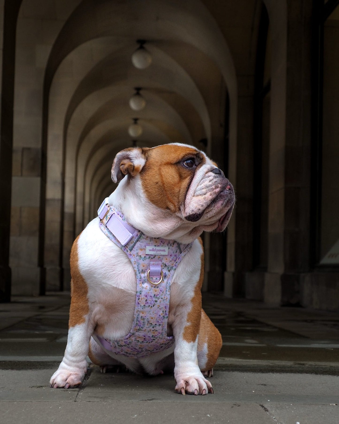 Vintage Violets Wild Edition Harness
