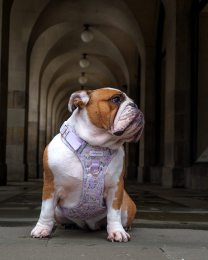 Vintage Violets Wild Edition Harness