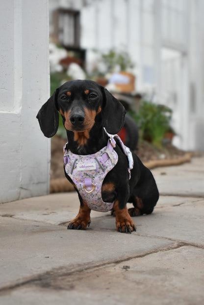 Vintage Violets Wild Edition Harness