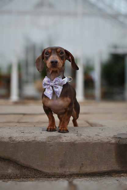 Vintage Violets Adjustable Collar