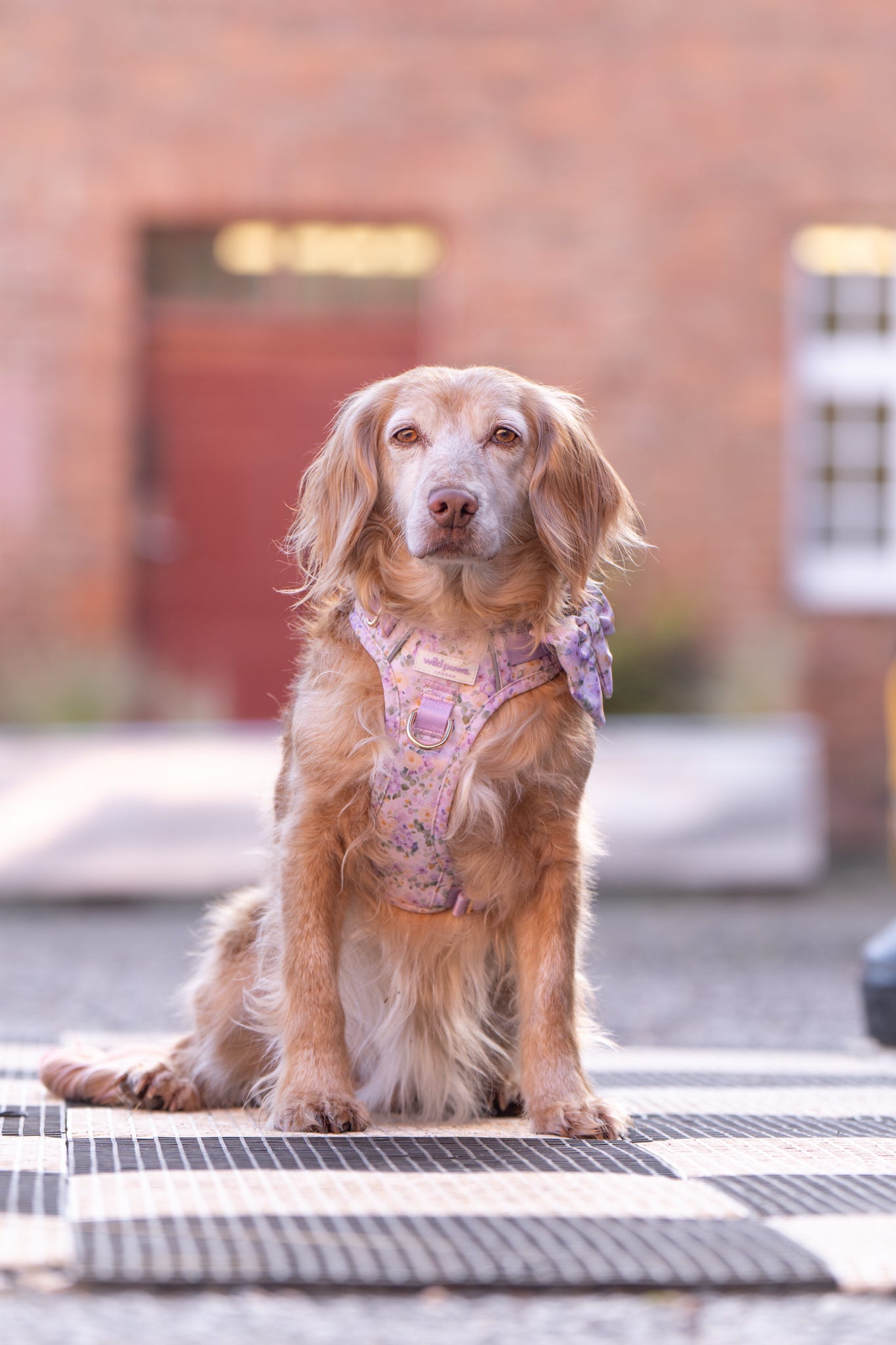 Vintage Violets Wild Edition Harness