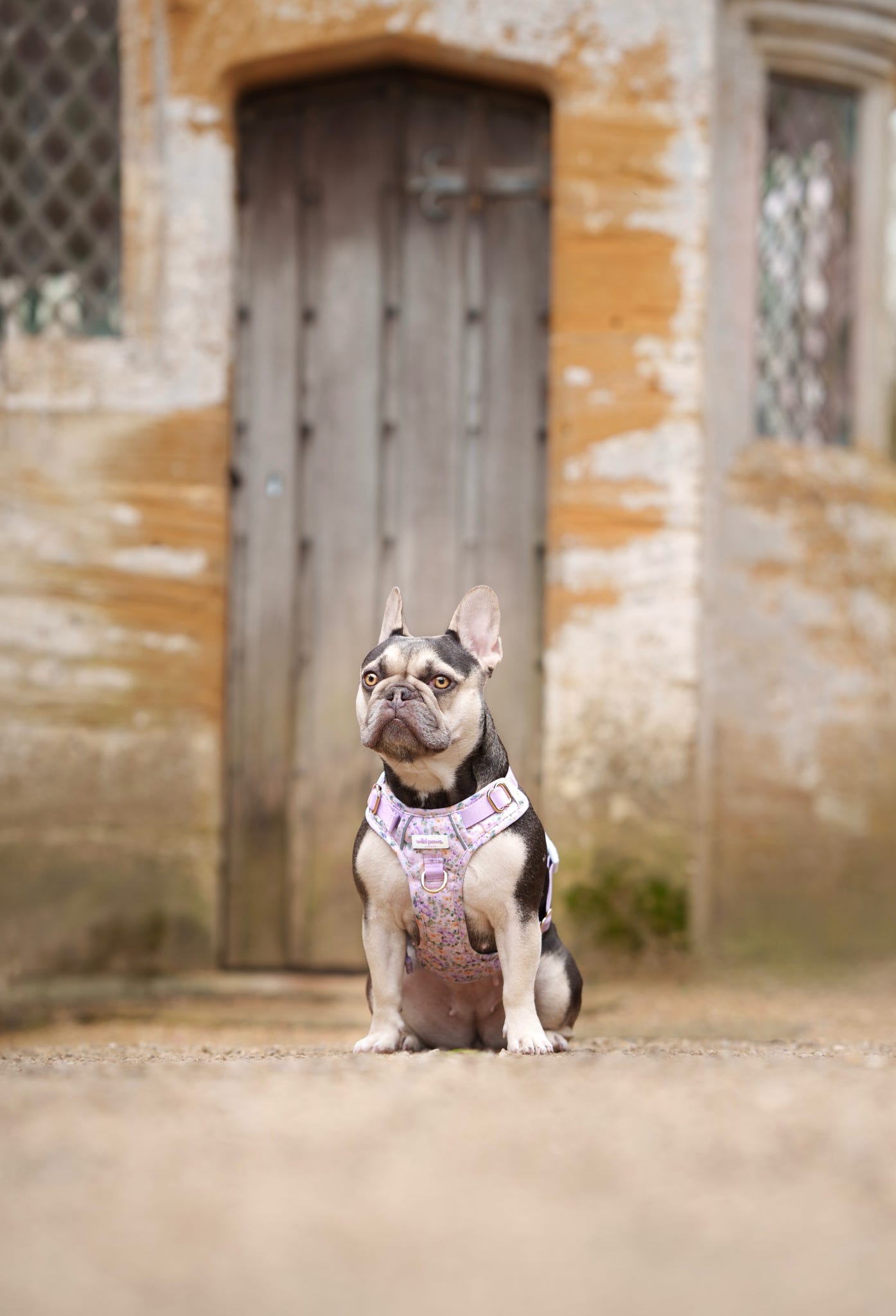 Vintage Violets Wild Edition Harness