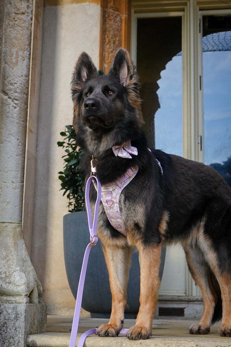 WildWear Waterproof Adjustable Lead - Wild Wisteria
