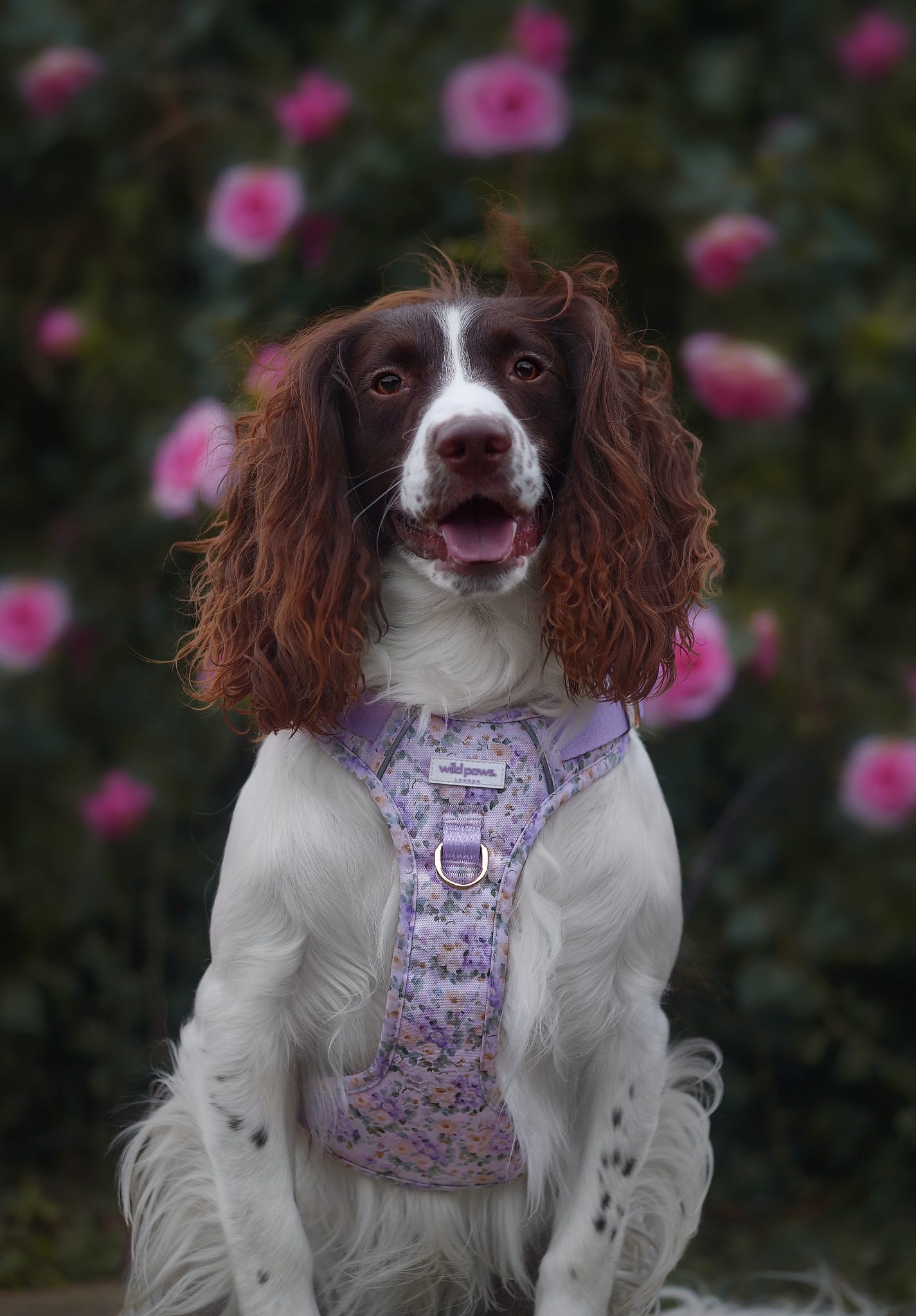 Vintage Violets Wild Edition Harness