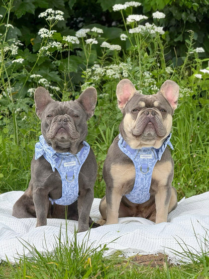 Wildflower Whispers Wild Edition Harness