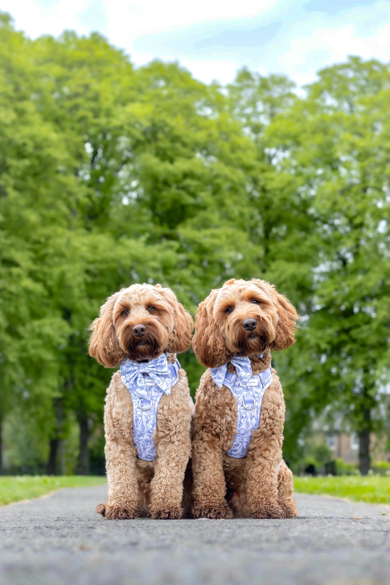 Wildflower Whispers Wild Edition Harness