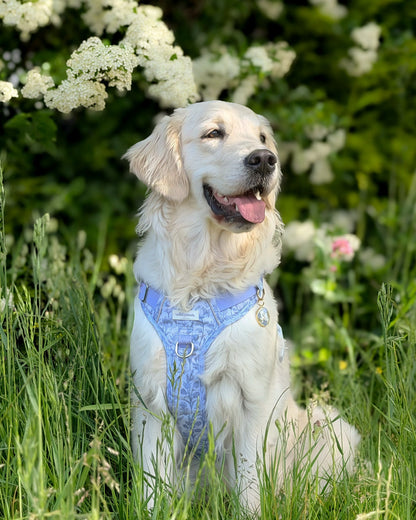 Wildflower Whispers Wild Edition Harness