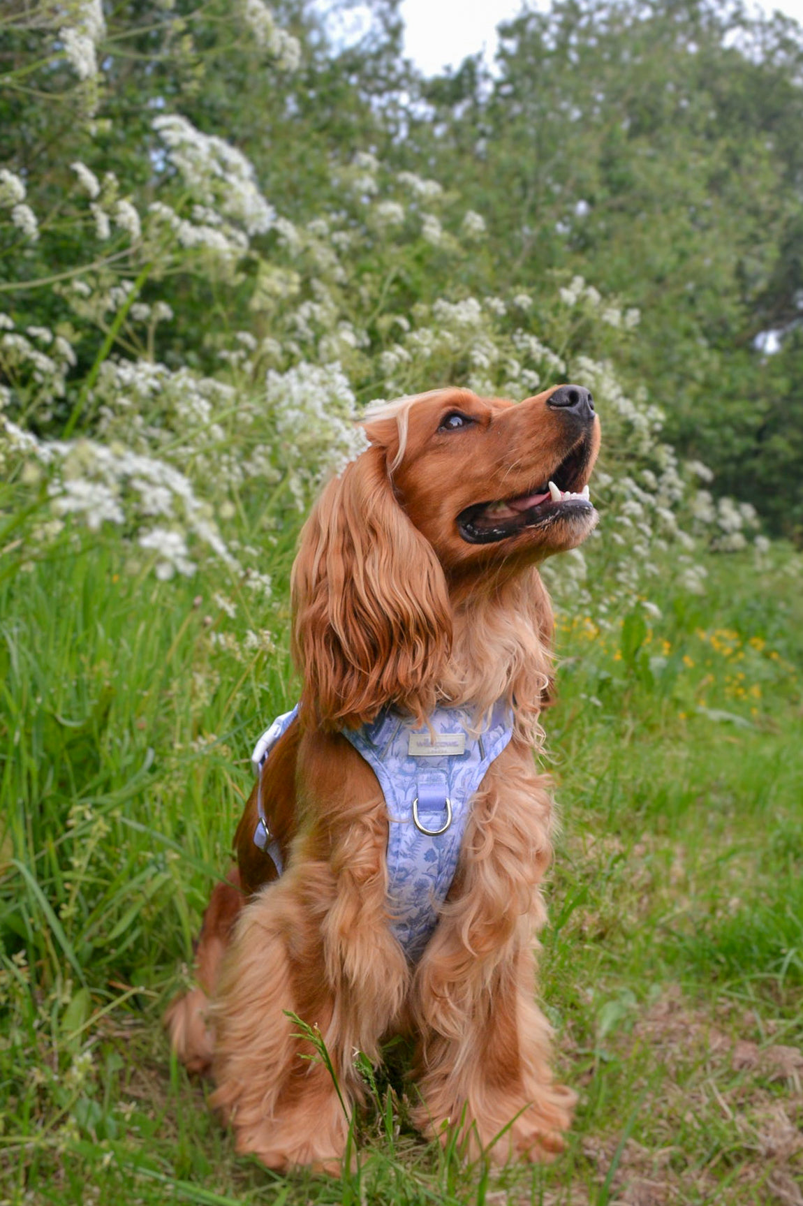 Wildflower Whispers Wild Edition Harness