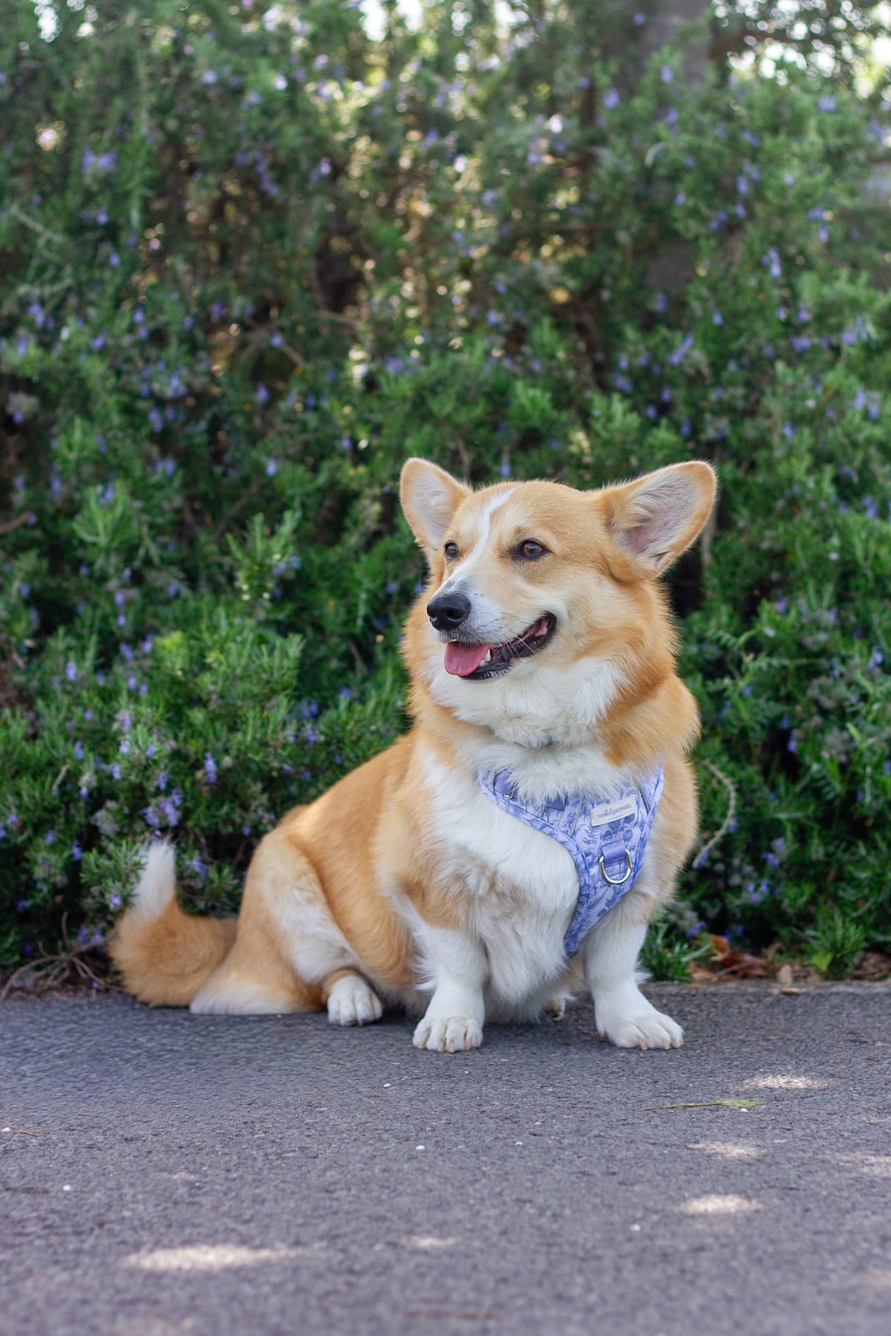 Wildflower Whispers Wild Edition Harness