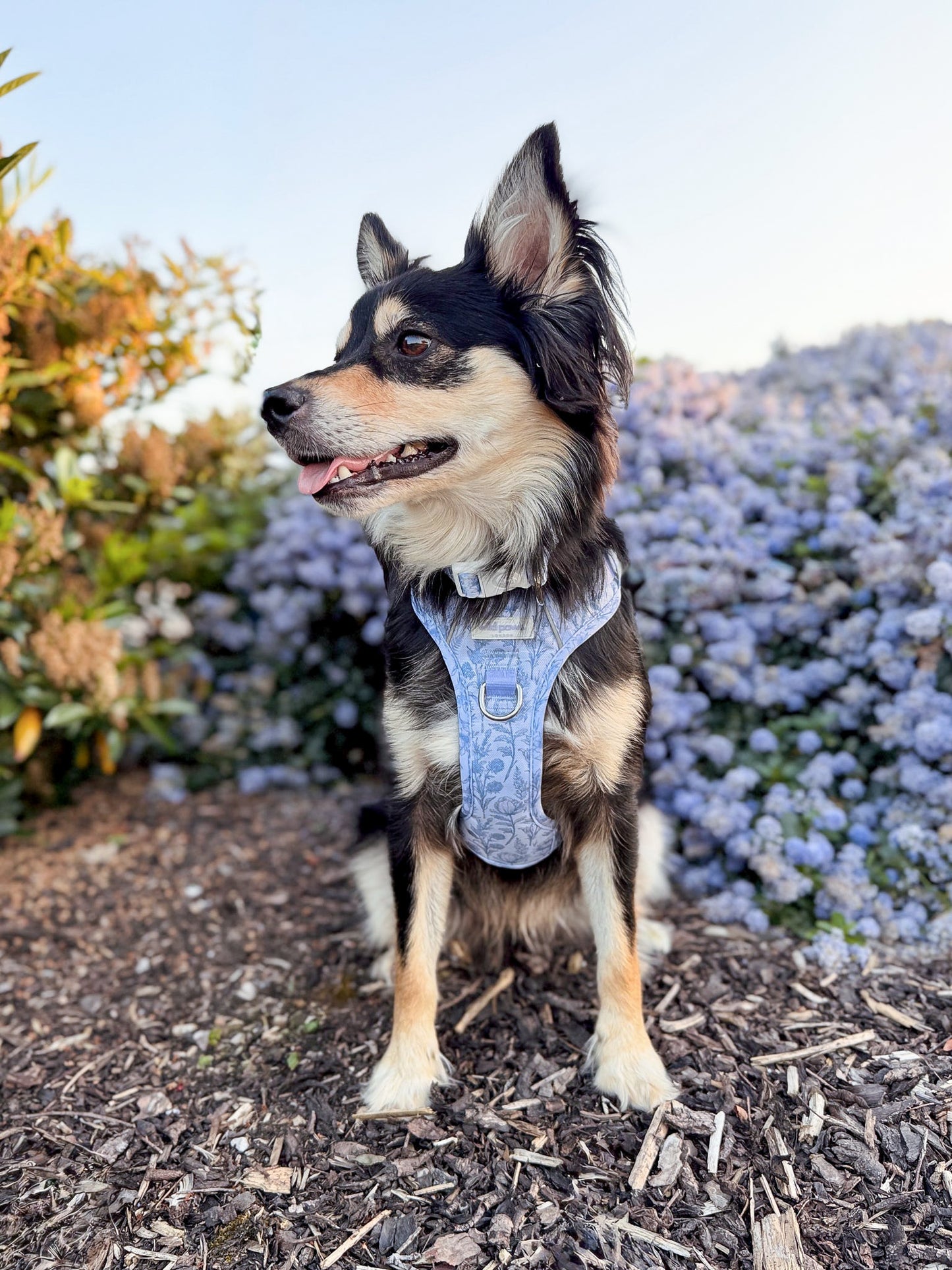 Wildflower Whispers Adjustable Collar