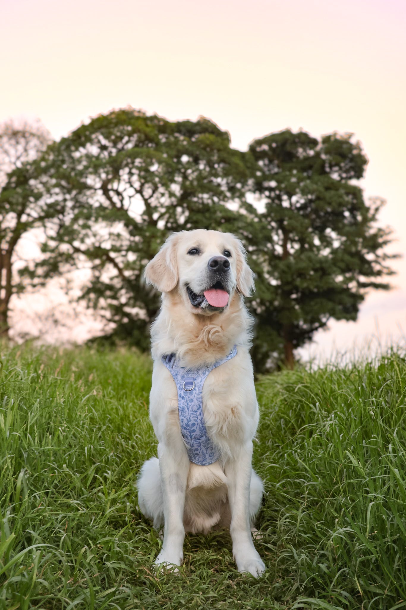 Wildflower Whispers Wild Edition Harness