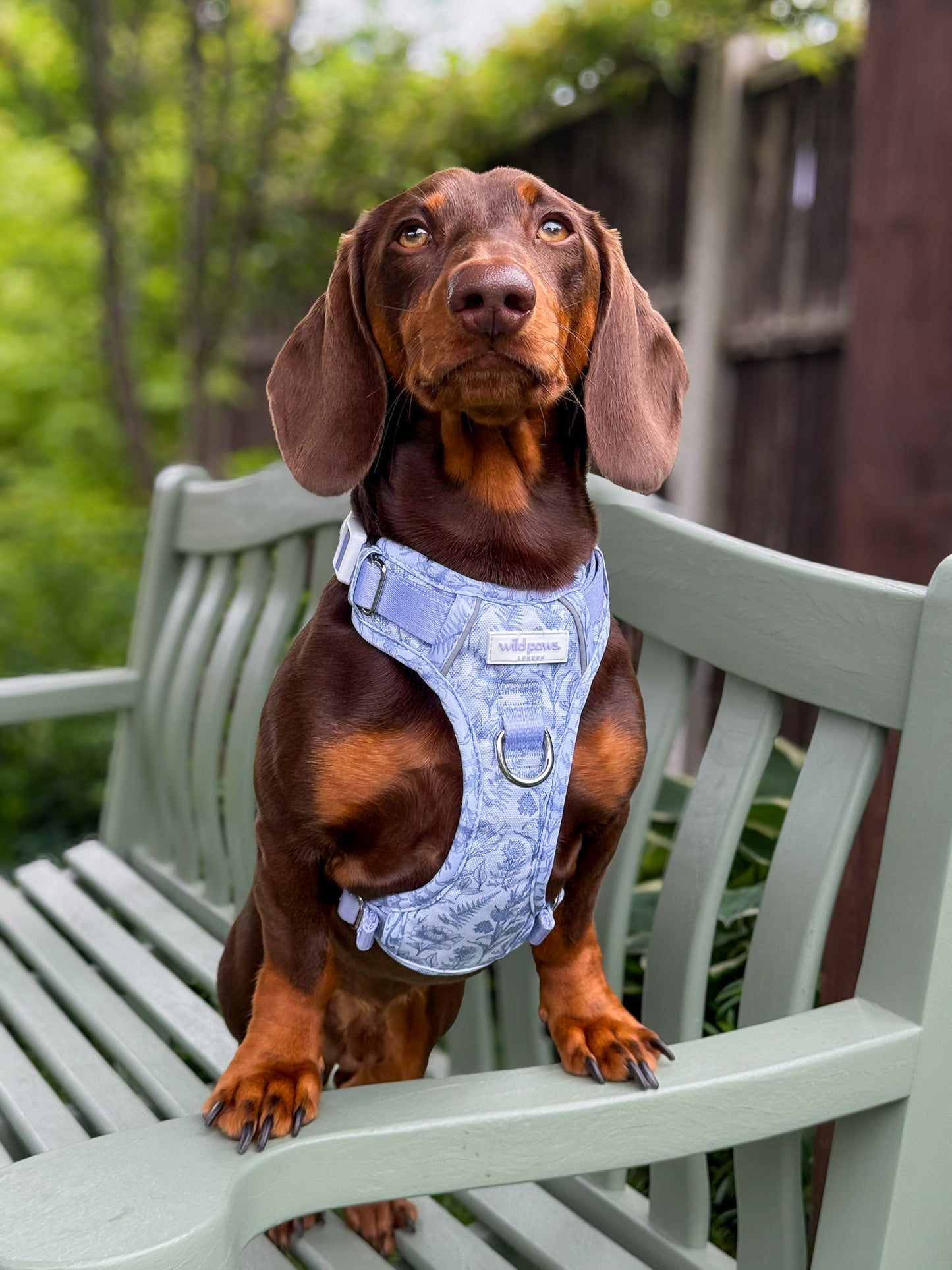 Wildflower Whispers Wild Edition Harness
