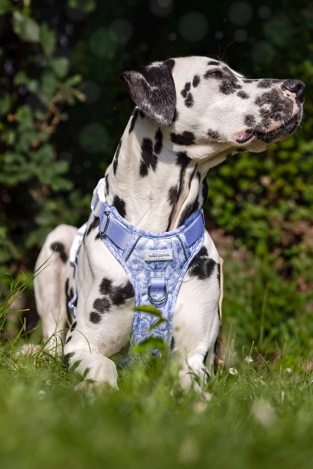 Wildflower Whispers Wild Edition Harness