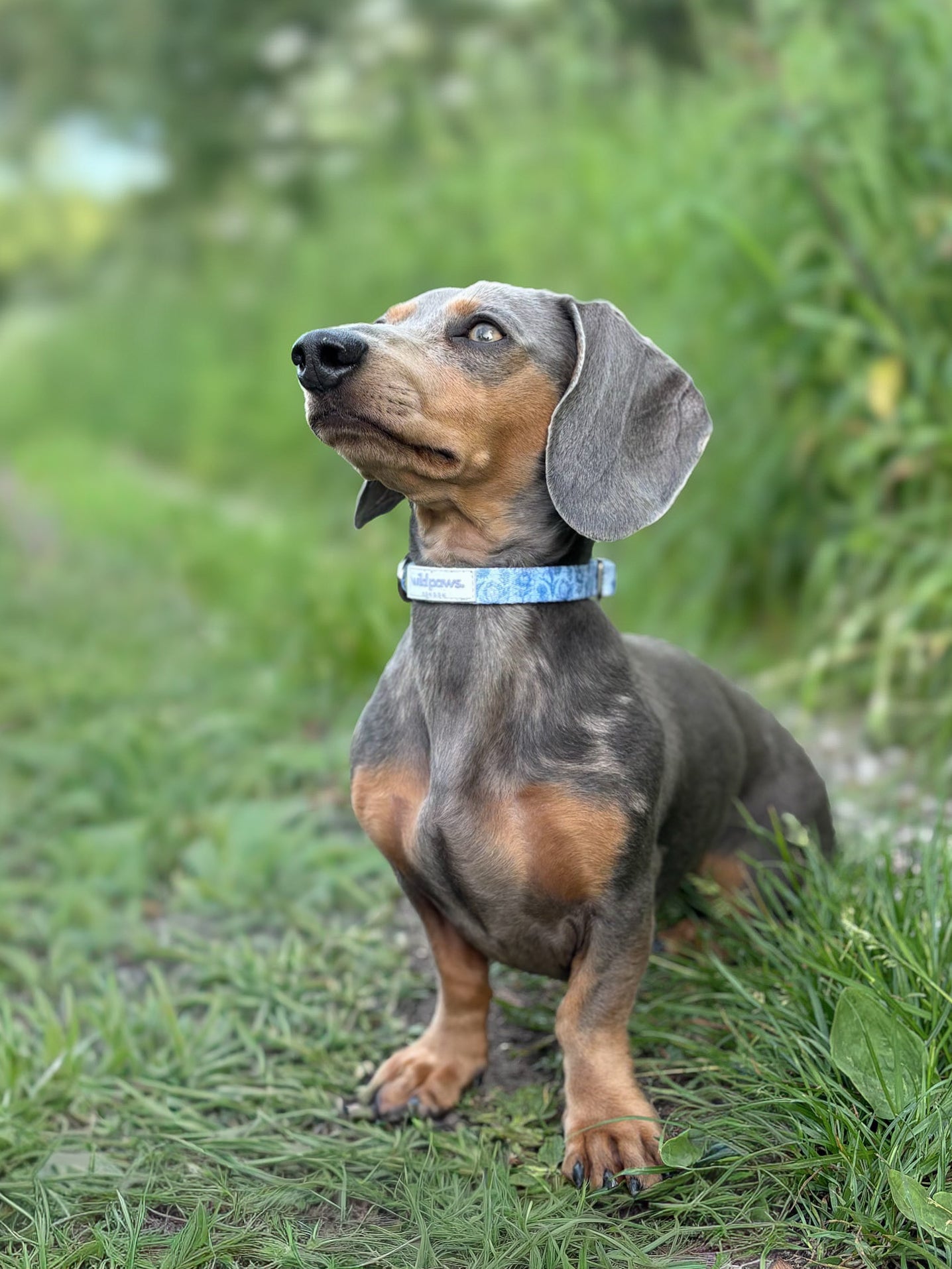 Wildflower Whispers Adjustable Collar