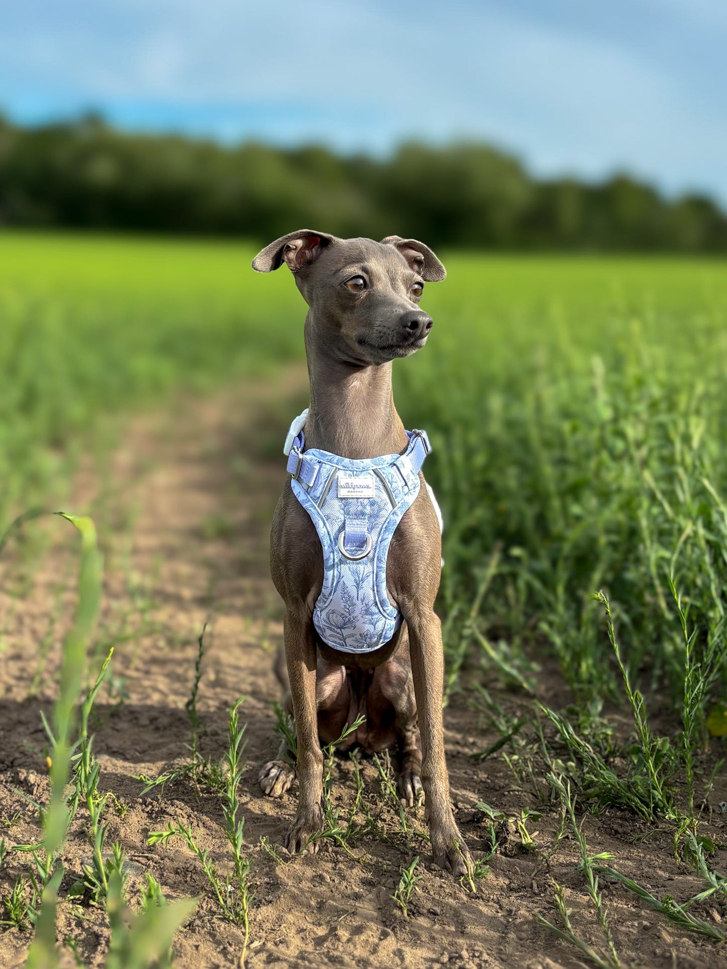 Wildflower Whispers Wild Edition Harness