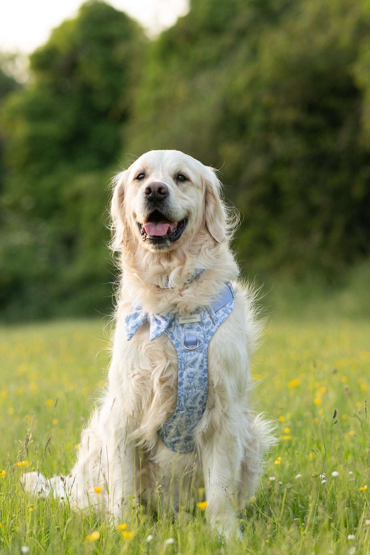 Wildflower Whispers Wild Edition Harness