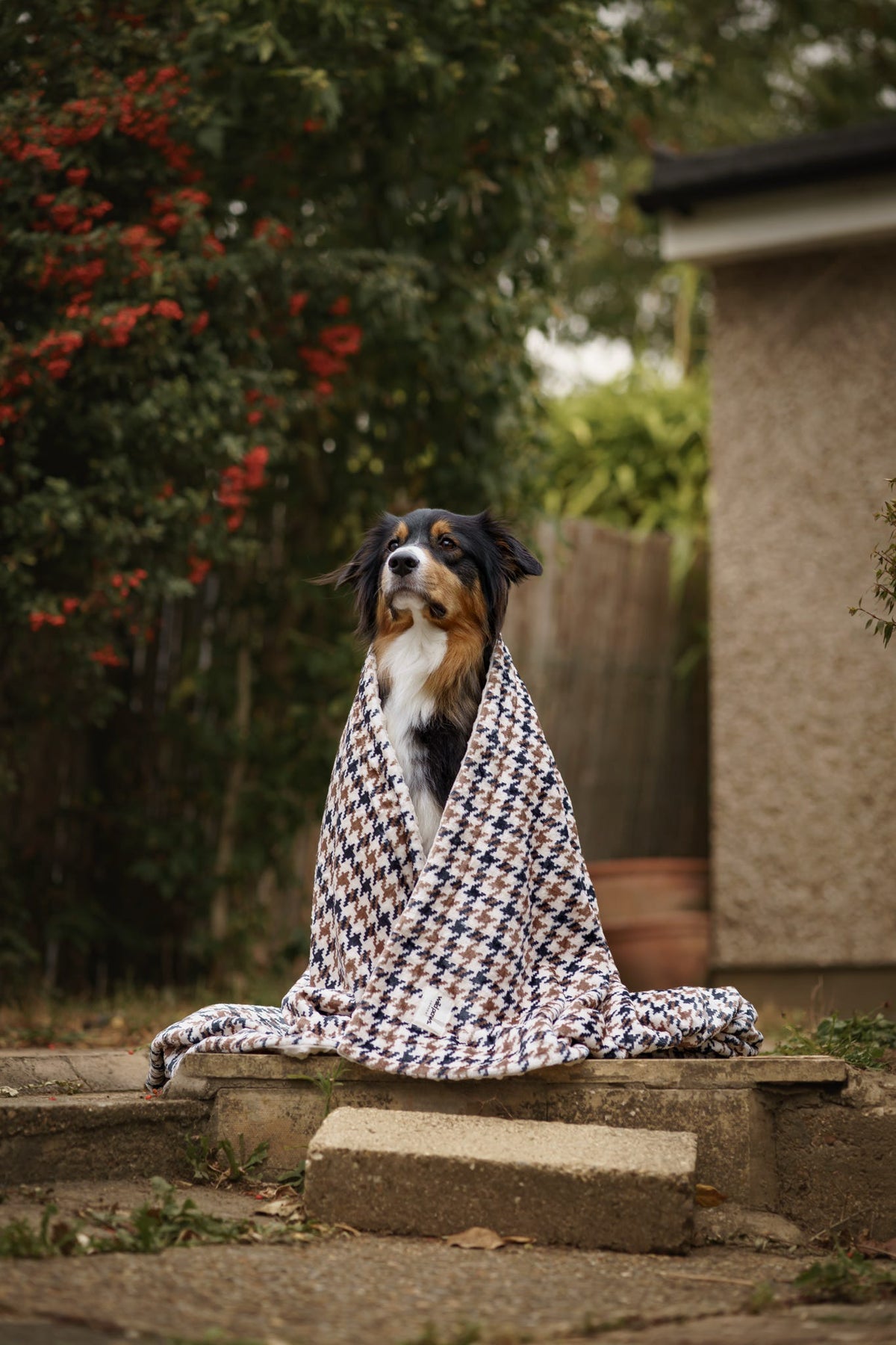 Acorn Acres Blanket - Cosy Size