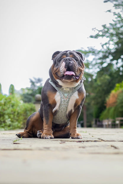 Olive Orchard Wild Edition Harness