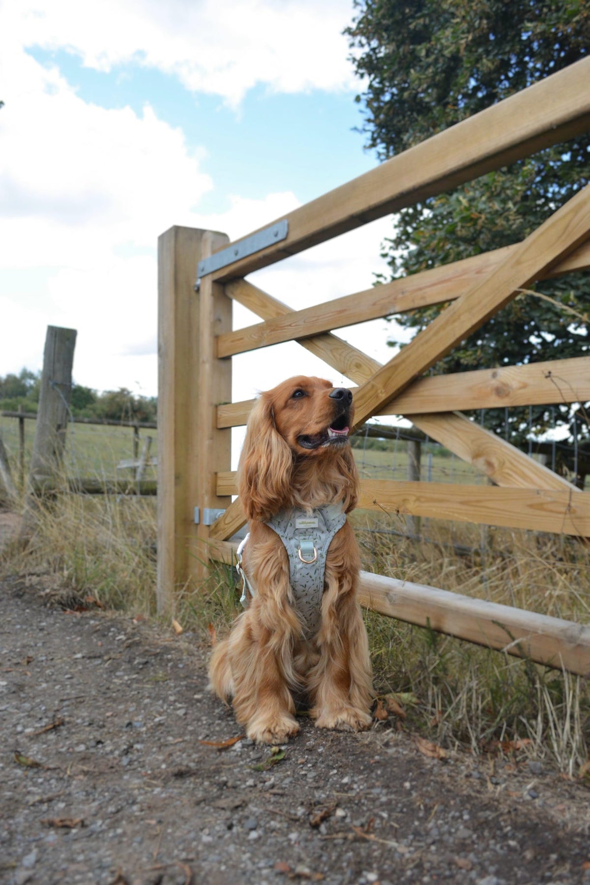 Olive Orchard Wild Edition Harness