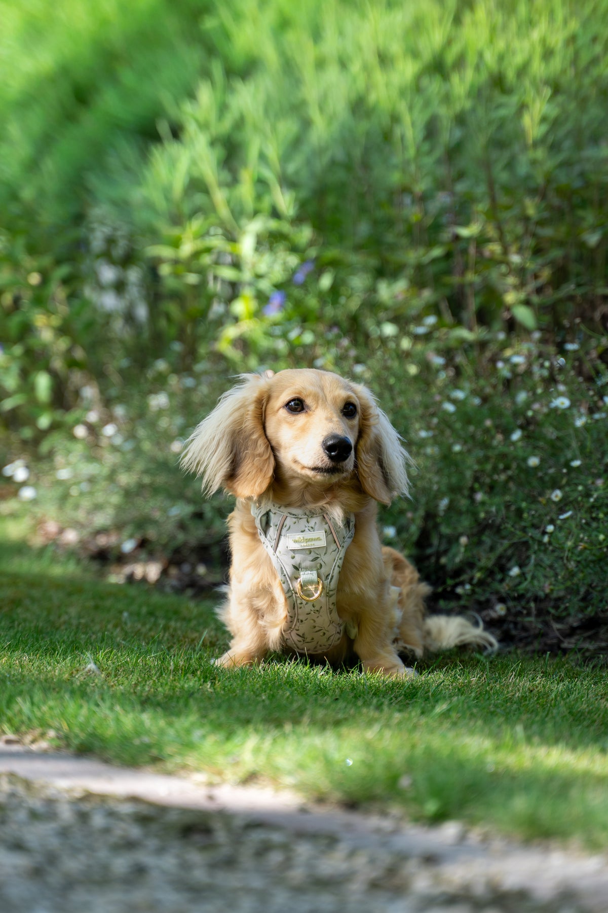 Olive Orchard Wild Edition Harness