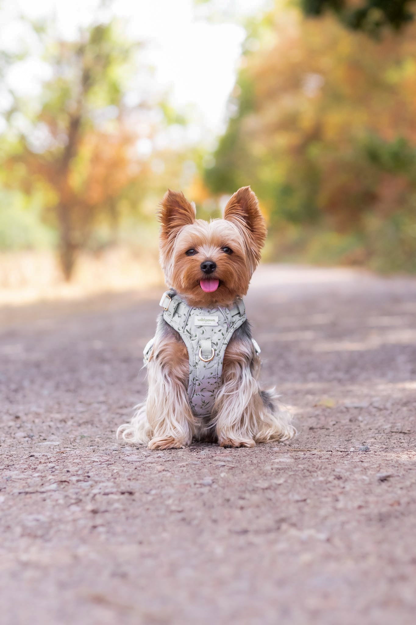 Olive Orchard Wild Edition Harness