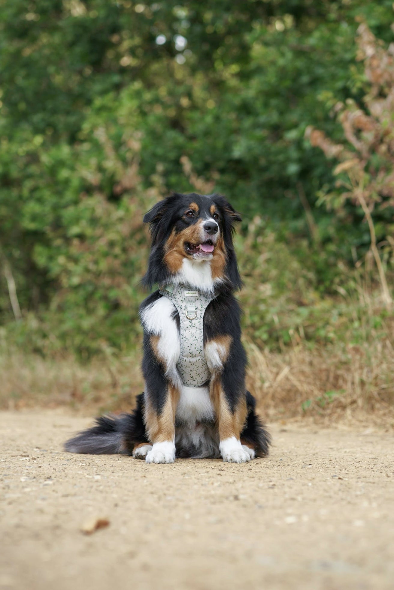 Olive Orchard Wild Edition Harness