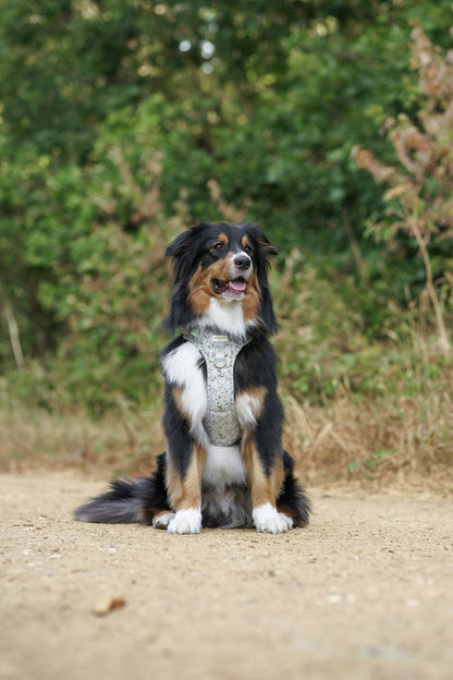 Olive Orchard Wild Edition Harness